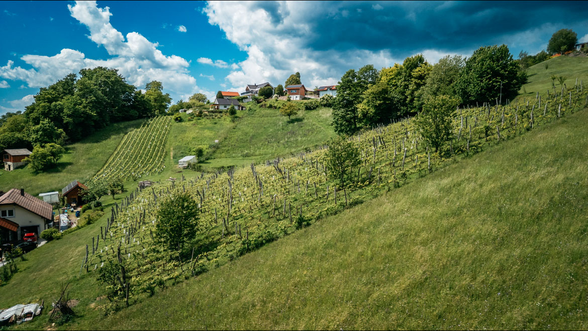KetJankovic_vinograd